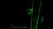 Laser Man Show, taniec z laserem, led show, Wielkopolska