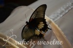 taniec w ywych motylach
